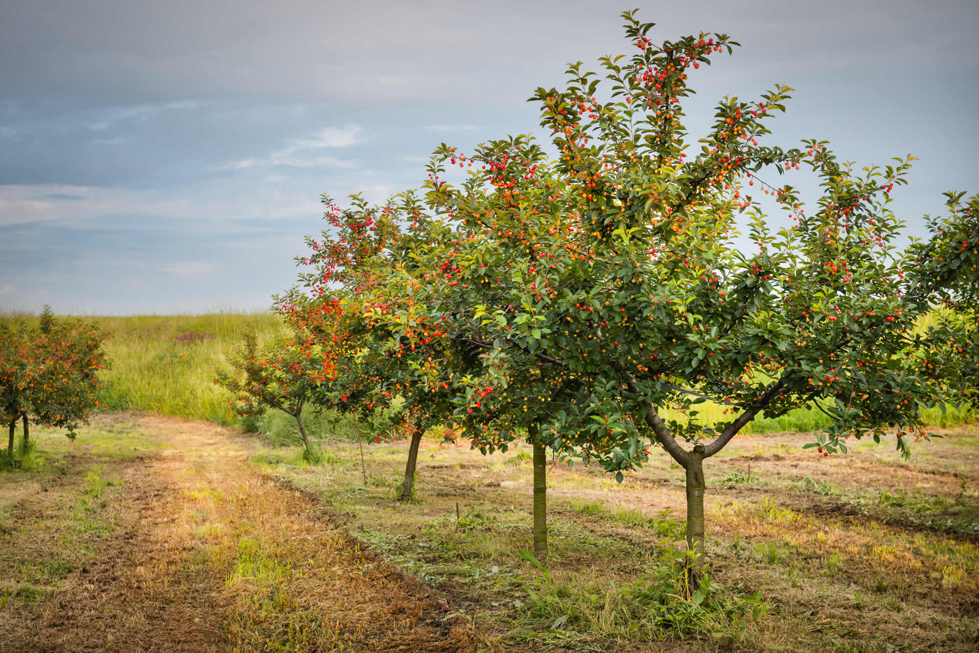 How to Guide In category Fruit Tree Planting Videos