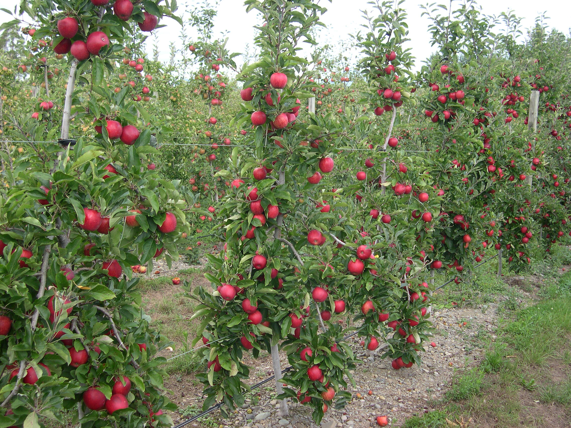 About Apple Rootstocks