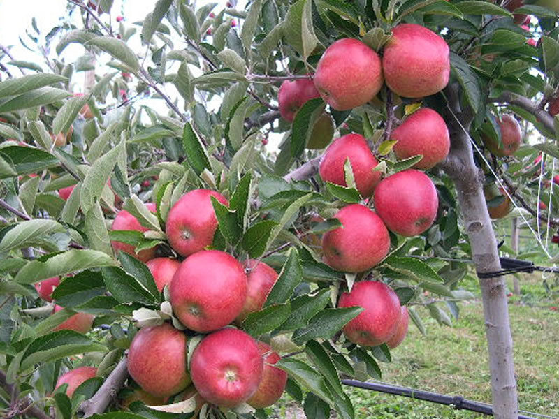 APPLE Braeburn