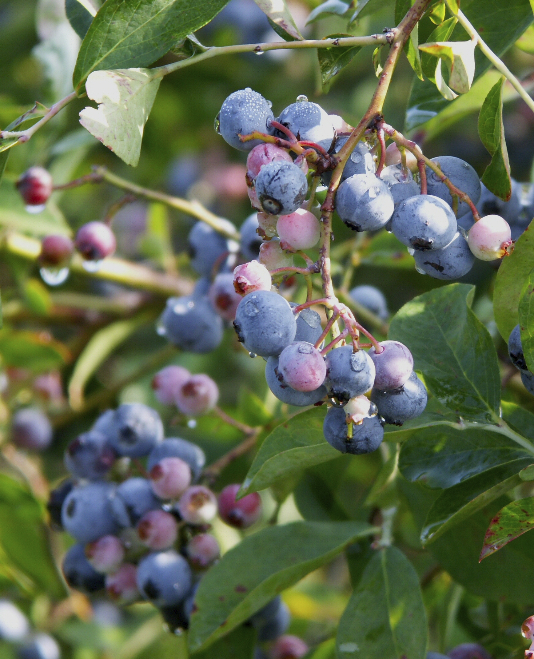 BLUEBERRY Northern Highbush