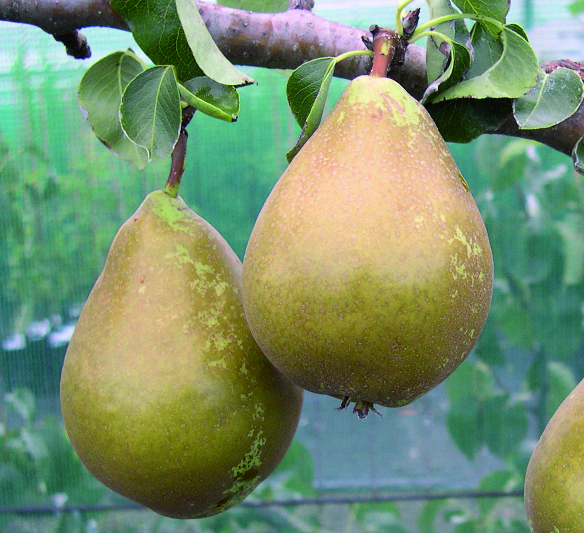 PEAR Conference