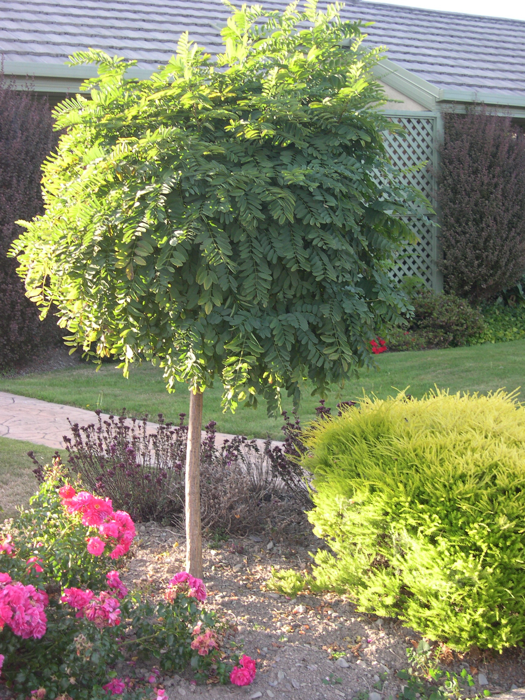 ROBINIA Mop Top™ ROBINIA Mop Top™
