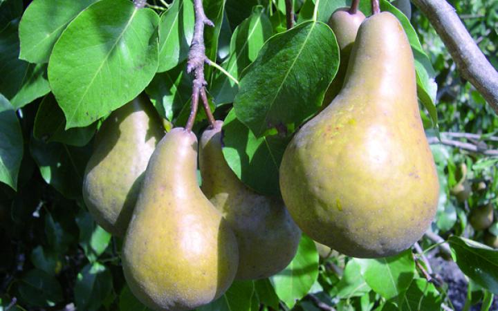 pear-beurre-bosc