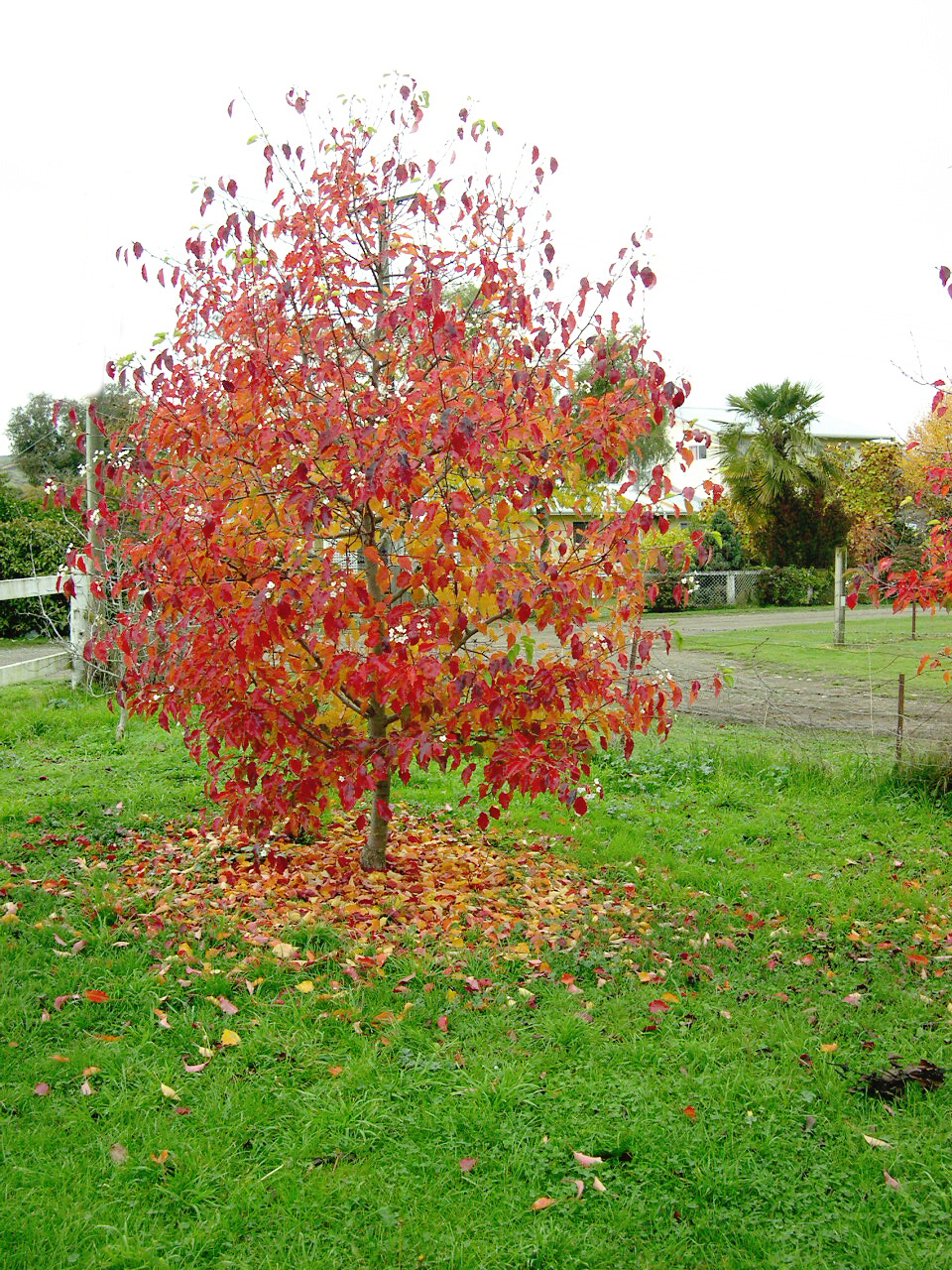 Pyrus